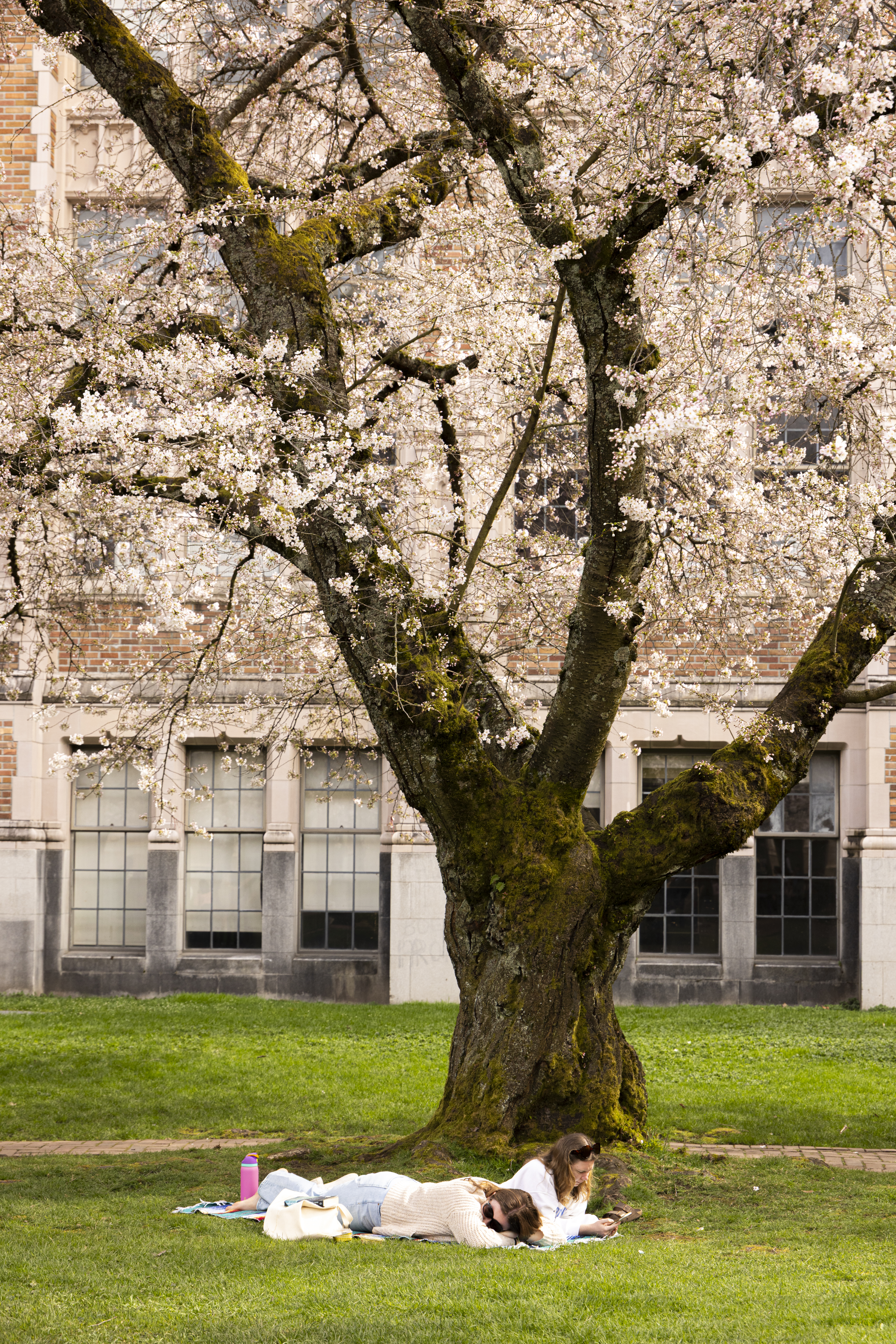 March Cherry Blossoms_0046